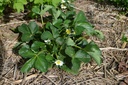 Fragaria hybride 'Mariguette' -La Pépinière d'Agnens