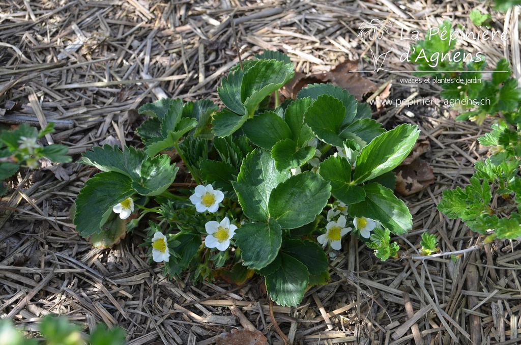 Fragaria hybride 'Mariguette' -La Pépinière d'Agnens