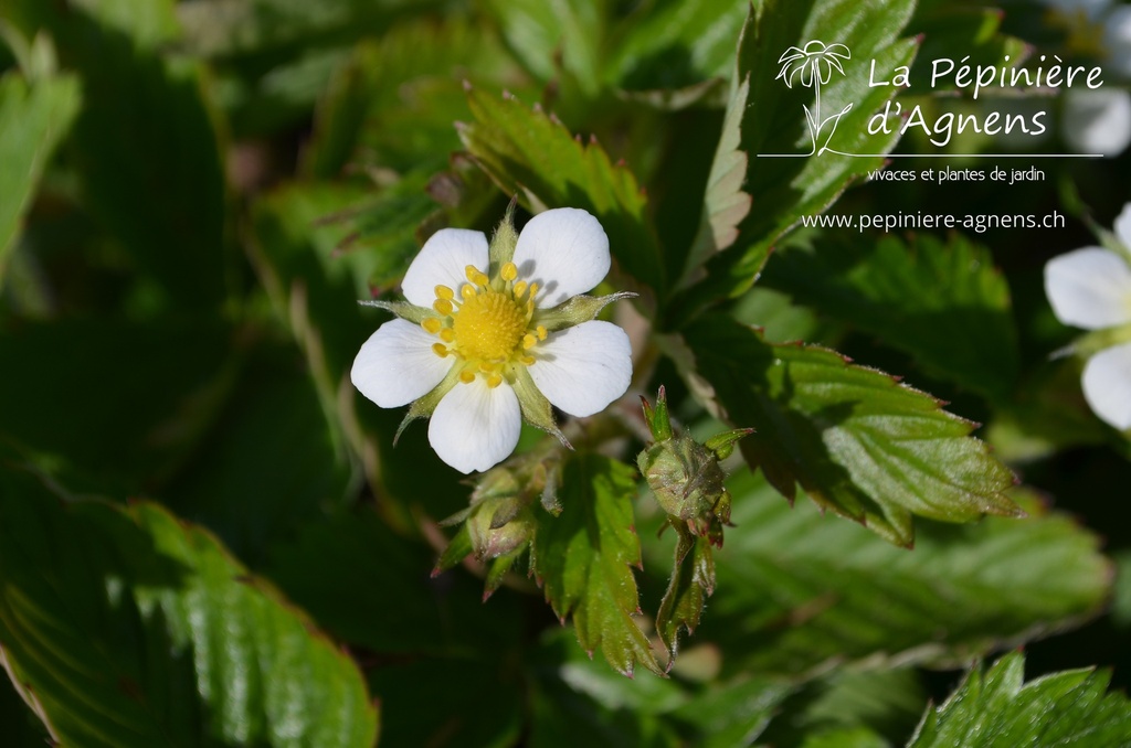 Fragaria vesca -La Pépinière d'Agnens