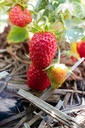 Fragaria vesca 'Mara des Bois' -La Pépinière d'Agnens