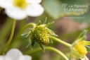 Fragaria vesca 'Mara des Bois' -La Pépinière d'Agnens