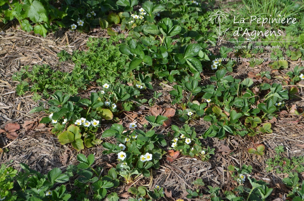 Fragaria vesca 'Mara des Bois' -La Pépinière d'Agnens