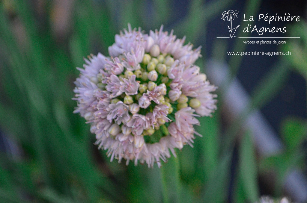 Allium nutans 'Isabelle' - La pépinière d'Agnens