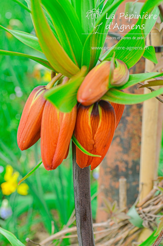 Fritillaria imperialis 'Rubra Maxima' -La Pépinière d'Agnens