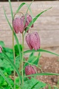 Fritillaria meleagris mélange -La Pépinière d'Agnens