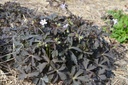Geranium maculatum 'Espresso' -La Pépinière d'Agnens