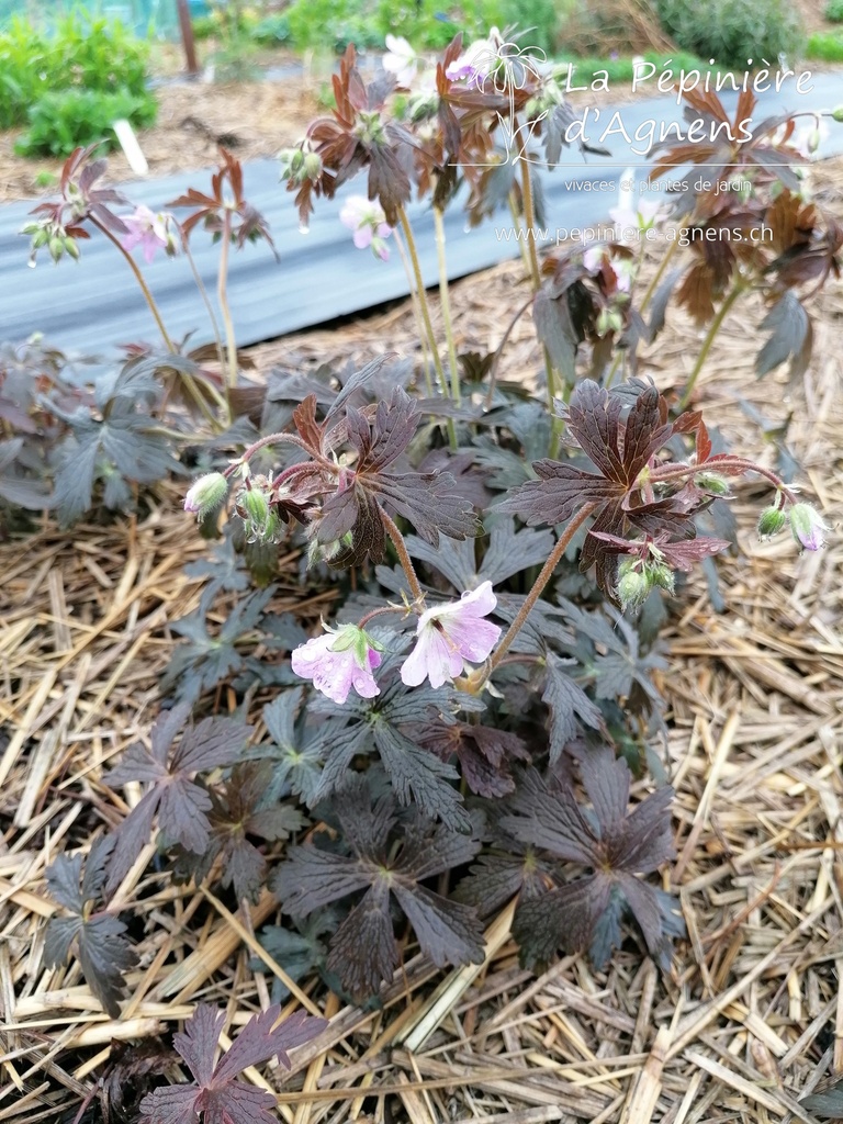 Geranium maculatum 'Espresso' -La Pépinière d'Agnens