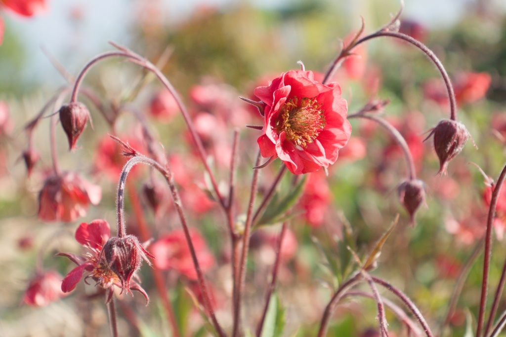 Geum rivale 'Flames of Passion' -La Pépinière d'Agnens