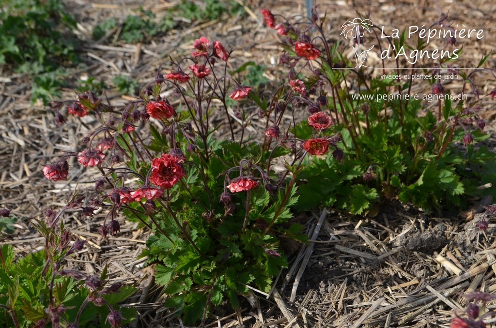 Geum rivale 'Flames of Passion' -La Pépinière d'Agnens