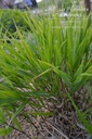 Hakonechloa macra -La Pépinière d'Agnens