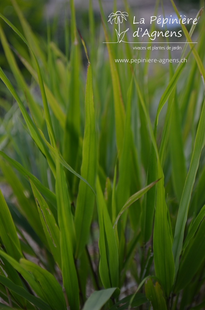 Hakonechloa macra -La Pépinière d'Agnens