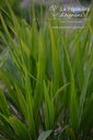 Hakonechloa macra -La Pépinière d'Agnens