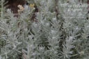 Helichrysum italicum 'Dwarf Curry' -La Pépinière d'Agnens
