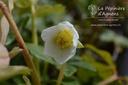 Helleborus niger -La Pépinière d'Agnens