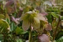 Helleborus niger -La Pépinière d'Agnens