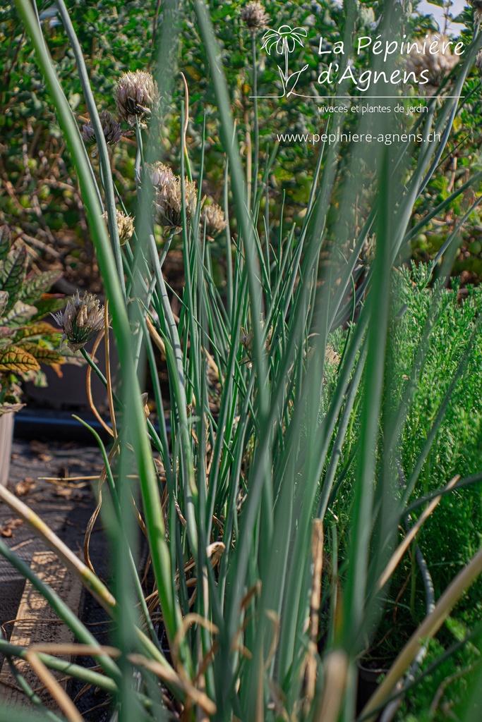 Allium schoenoprasum - La pépinière d'Agnens