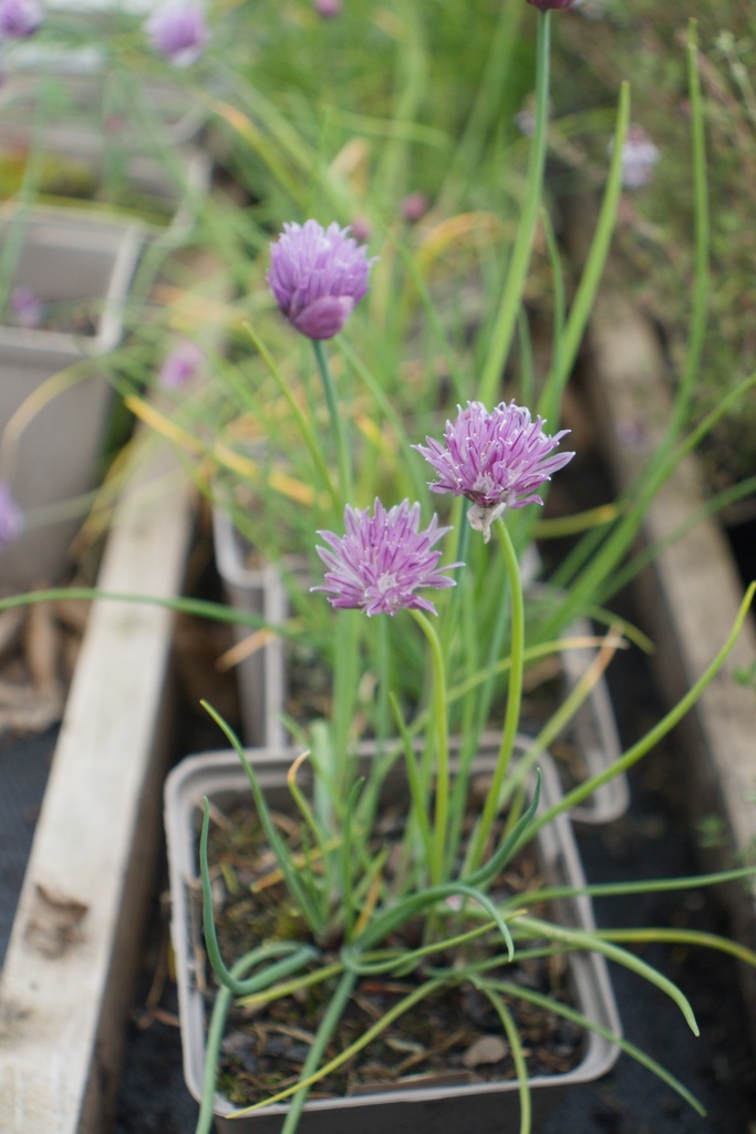 Allium schoenoprasum - La pépinière d'Agnens