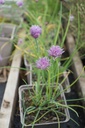 Allium schoenoprasum - La pépinière d'Agnens