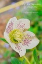 Helleborus orientalis 'White Spotted Lady' -La Pépinière d'Agnens