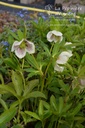 Helleborus orientalis 'White Spotted Lady' -La Pépinière d'Agnens