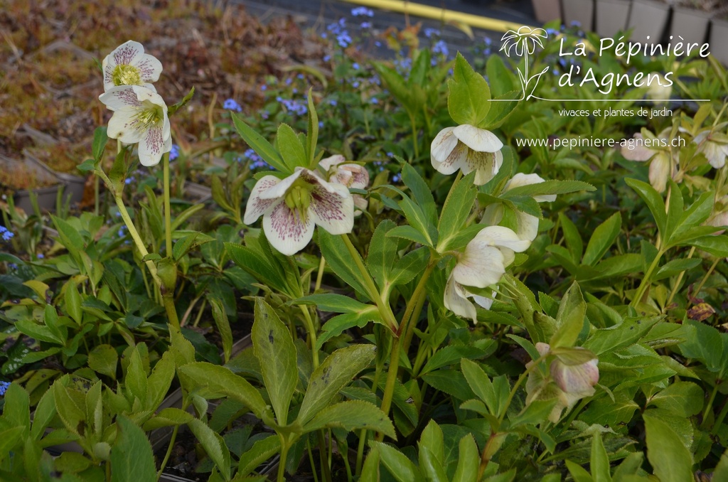 Helleborus orientalis 'White Spotted Lady' -La Pépinière d'Agnens