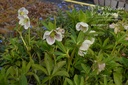 Helleborus orientalis 'White Spotted Lady' -La Pépinière d'Agnens