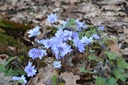 Hepatica nobilis -La Pépinière d'Agnens
