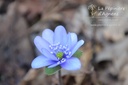 Hepatica nobilis -La Pépinière d'Agnens