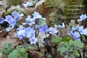 Hepatica nobilis -La Pépinière d'Agnens