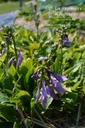 Hosta clausa var. normalis -La Pépinière d'Agnens