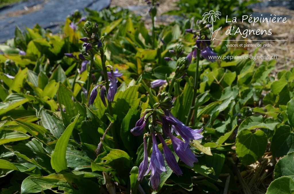 Hosta clausa var. normalis -La Pépinière d'Agnens