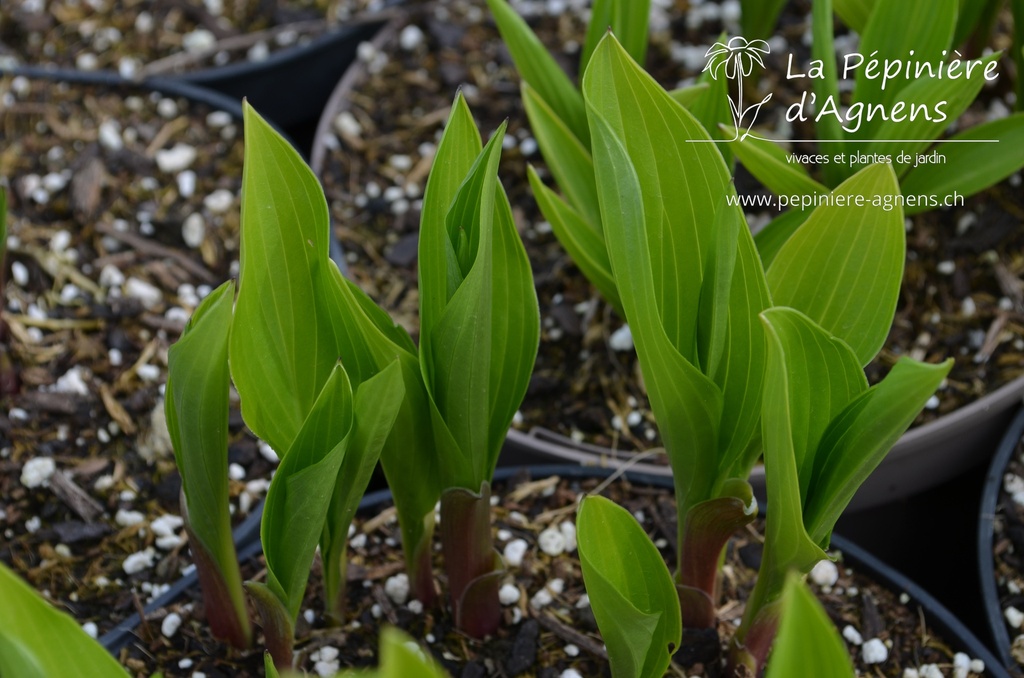 Hosta clausa var. normalis -La Pépinière d'Agnens