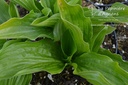 Hosta clausa var. normalis -La Pépinière d'Agnens