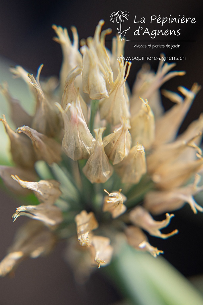 Allium schoenoprasum - La pépinière d'Agnens