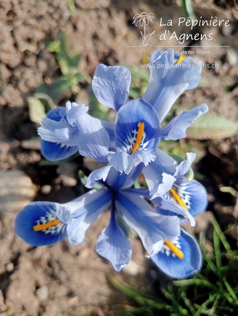 Iris reticulata 'Alida' -La Pépinière d'Agnens