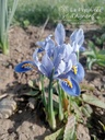 Iris reticulata 'Alida' -La Pépinière d'Agnens