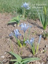 Iris reticulata 'Alida' -La Pépinière d'Agnens