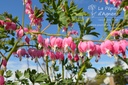 Lamprocapnos spectabilis -La Pépinière d'Agnens