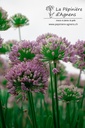 Allium senescens ssp. senescens - La pépinière d'Agnens