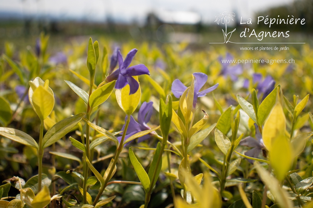 Vinca minor