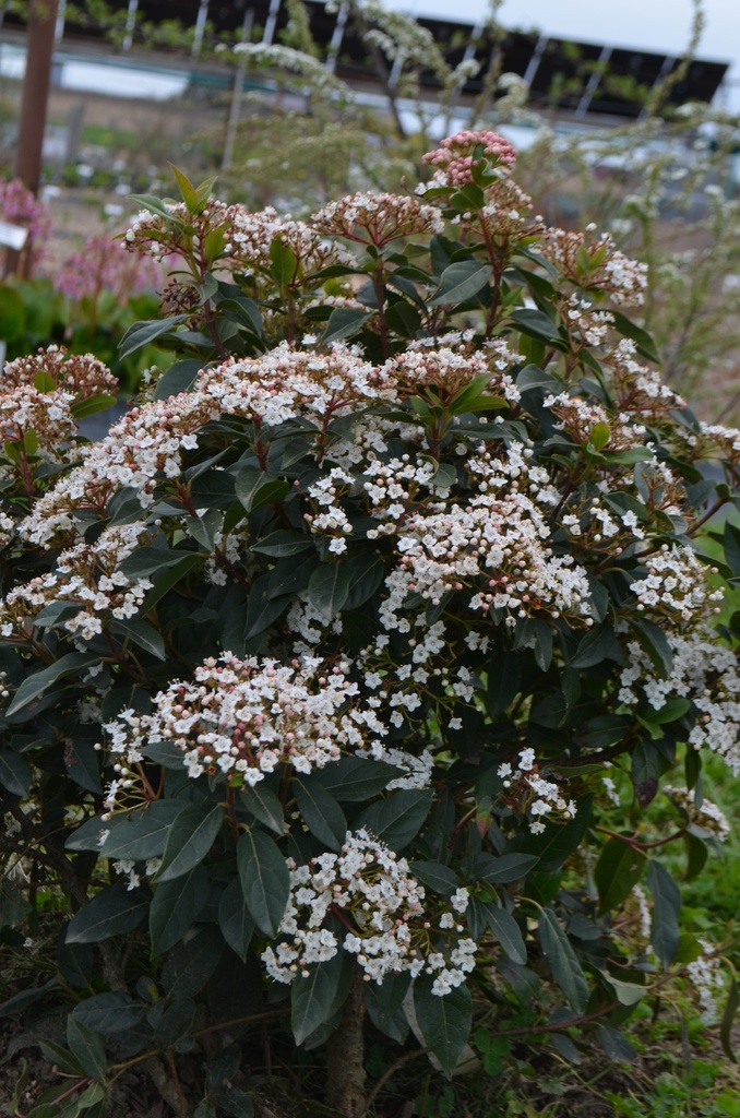 Viburnum tinus - La Pépinière d'Agnens