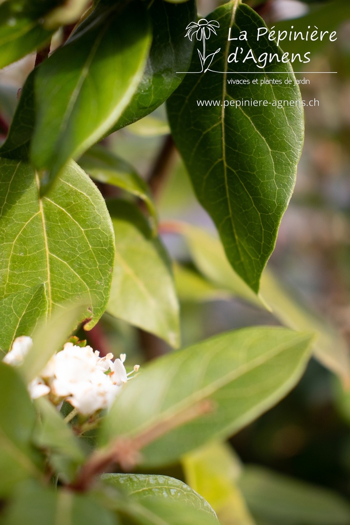 Viburnum tinus