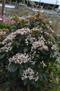 Viburnum tinus - La Pépinière d'Agnens