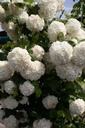 Viburnum opulus 'Roseum'