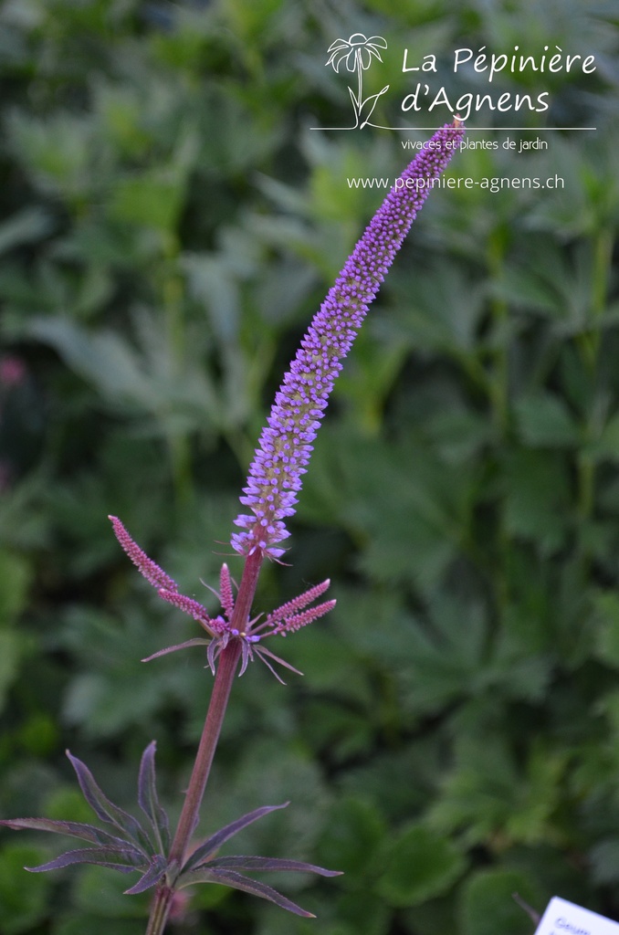 Veronicastrum virginicum 'Red Arrow'