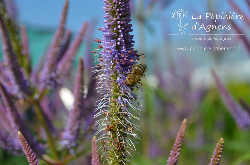 Veronicastrum virginicum 'Fascination'