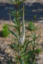 Veronicastrum virginicum 'Album' - La Pépinière d'Agnens