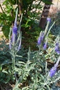 Veronica spicata ssp. incana 'Silberteppich'