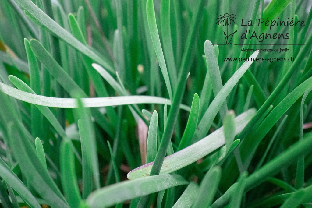 Allium senescens ssp. senescens - La pépinière d'Agnens