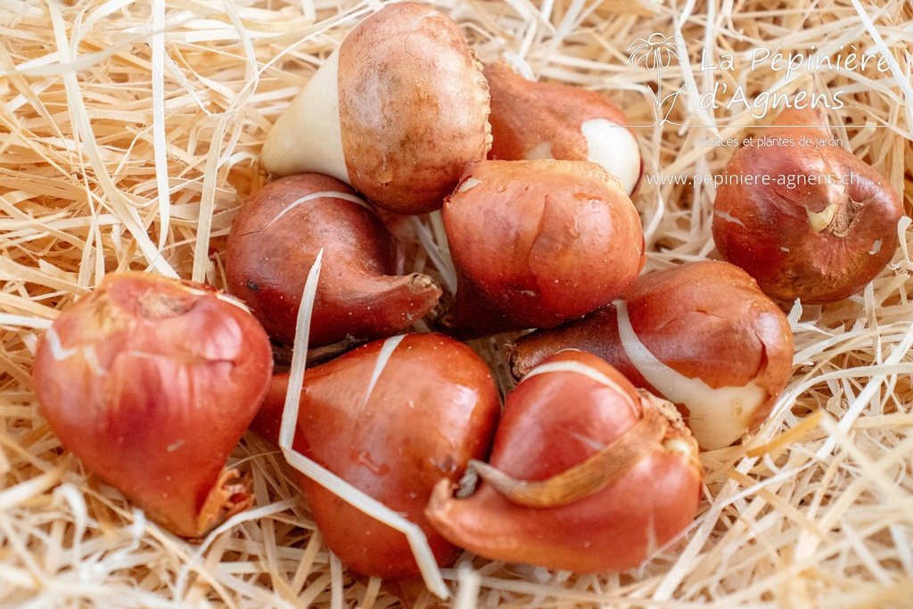 Tulipa simple hative 'Purple Prince'